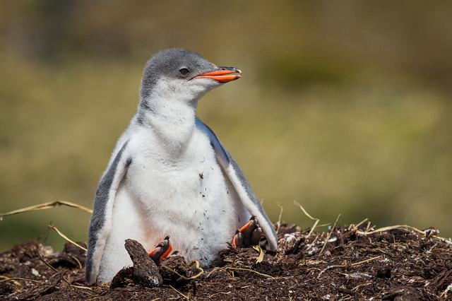 060 Zuid-Georgie, Godthul, ezelspinguin.jpg